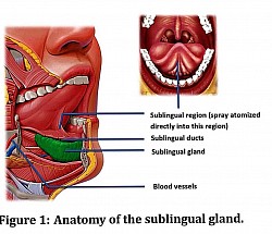 Sublingual Spray work Diagram